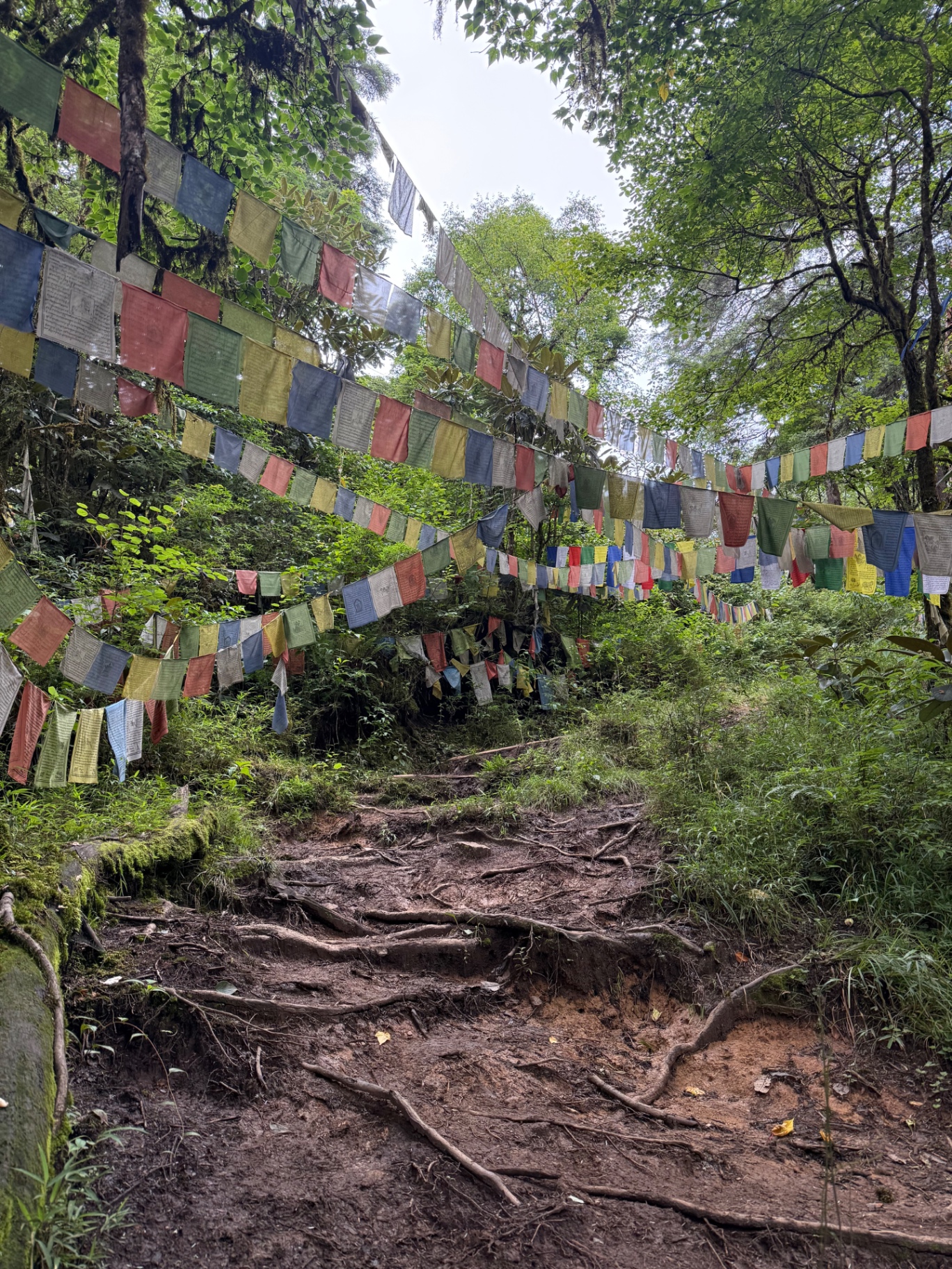 A rooty forest trail climbing under strings of colorful prayer flags