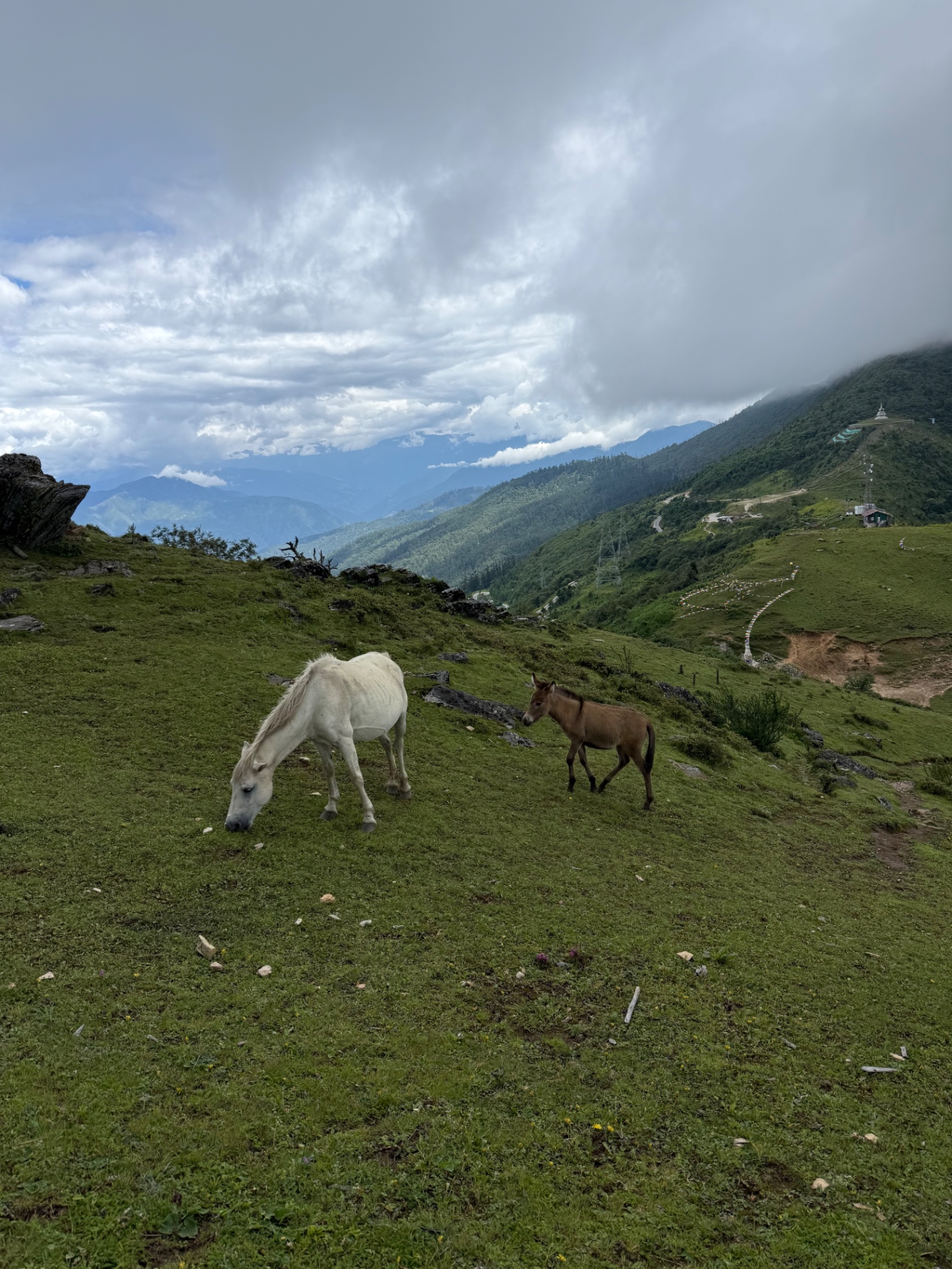 A white horse and a brown foal grazing on a green mountain slope under heavy clouds