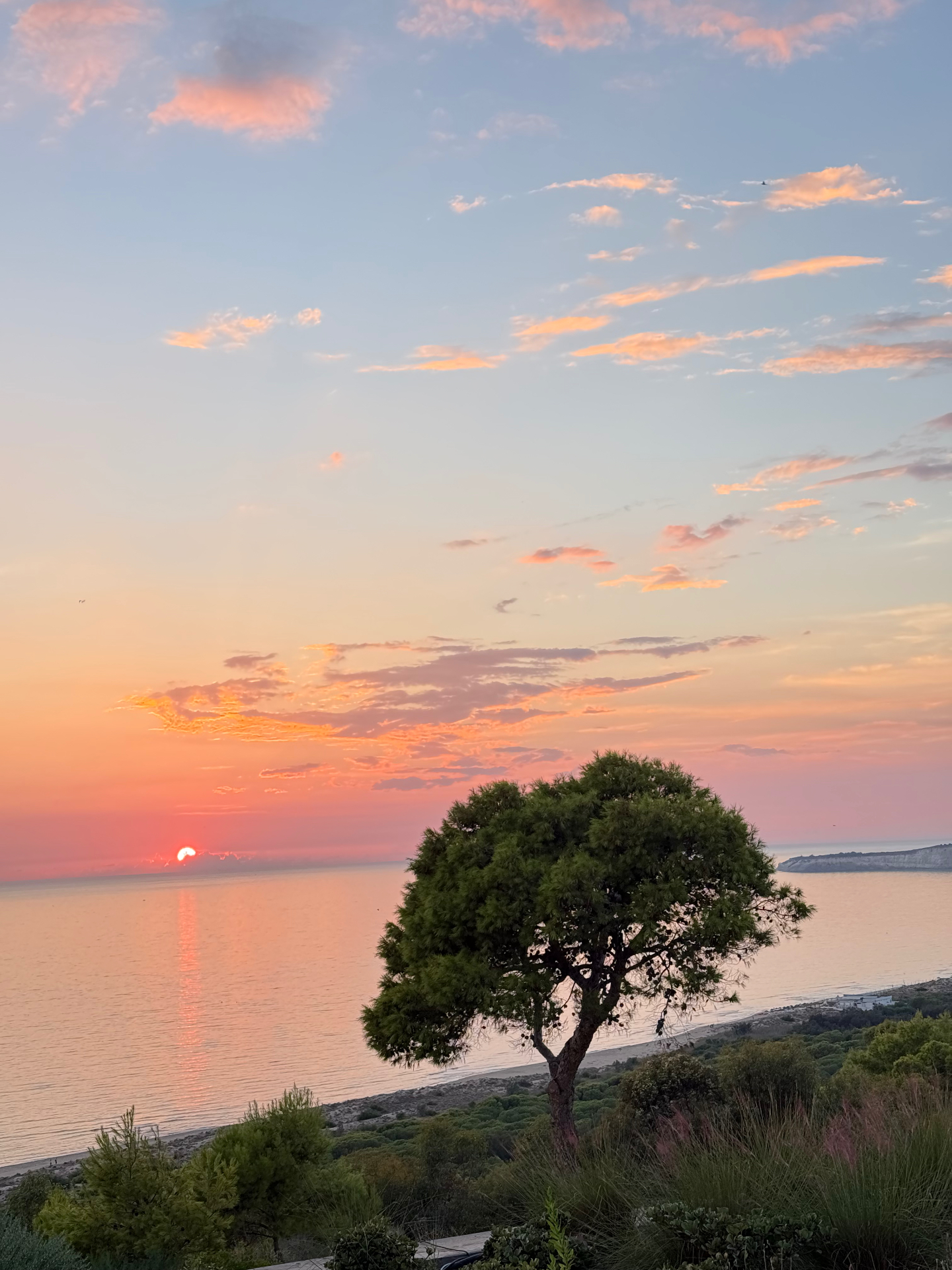 The sun setting into a calm sea under pink clouds, with a lone tree silhouetted on the coast